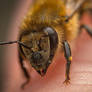 A little honeybee