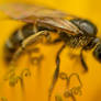 A Sweat bee on a Dandelion flower