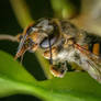 Anthidium manicatum killed by fungi