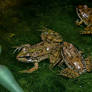 Juvenile Frogs in Autumn