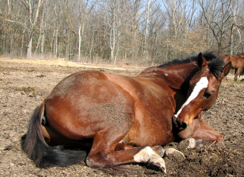 Sleeping Beauty