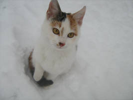 Snow kitty