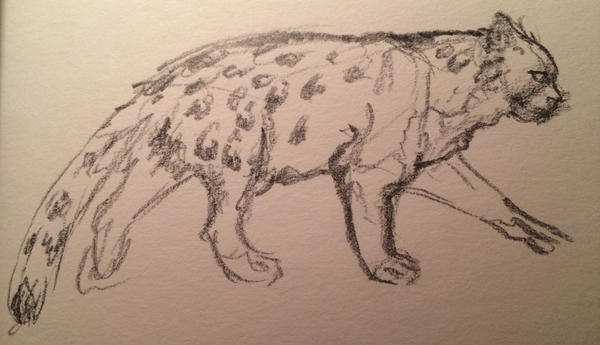 Snow leopard