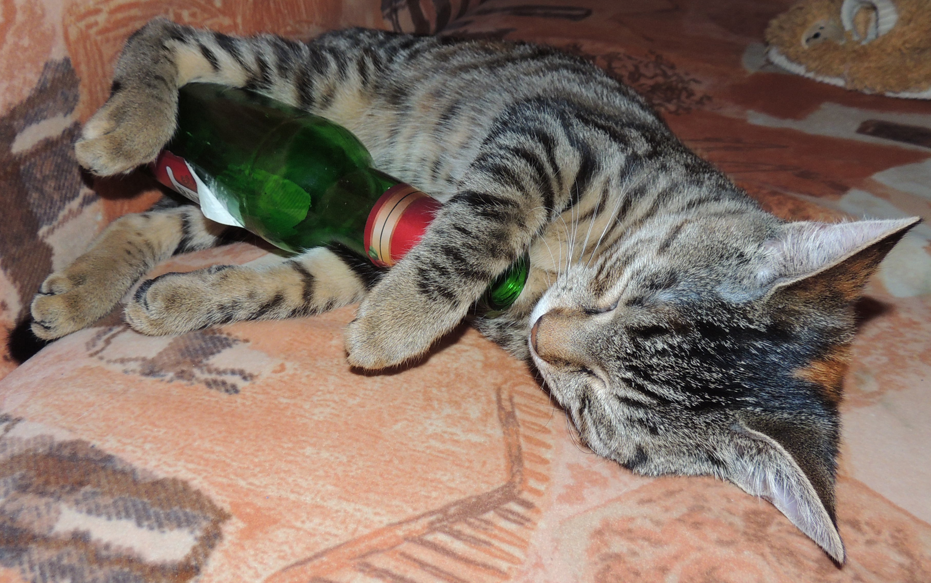 Drunk kitty