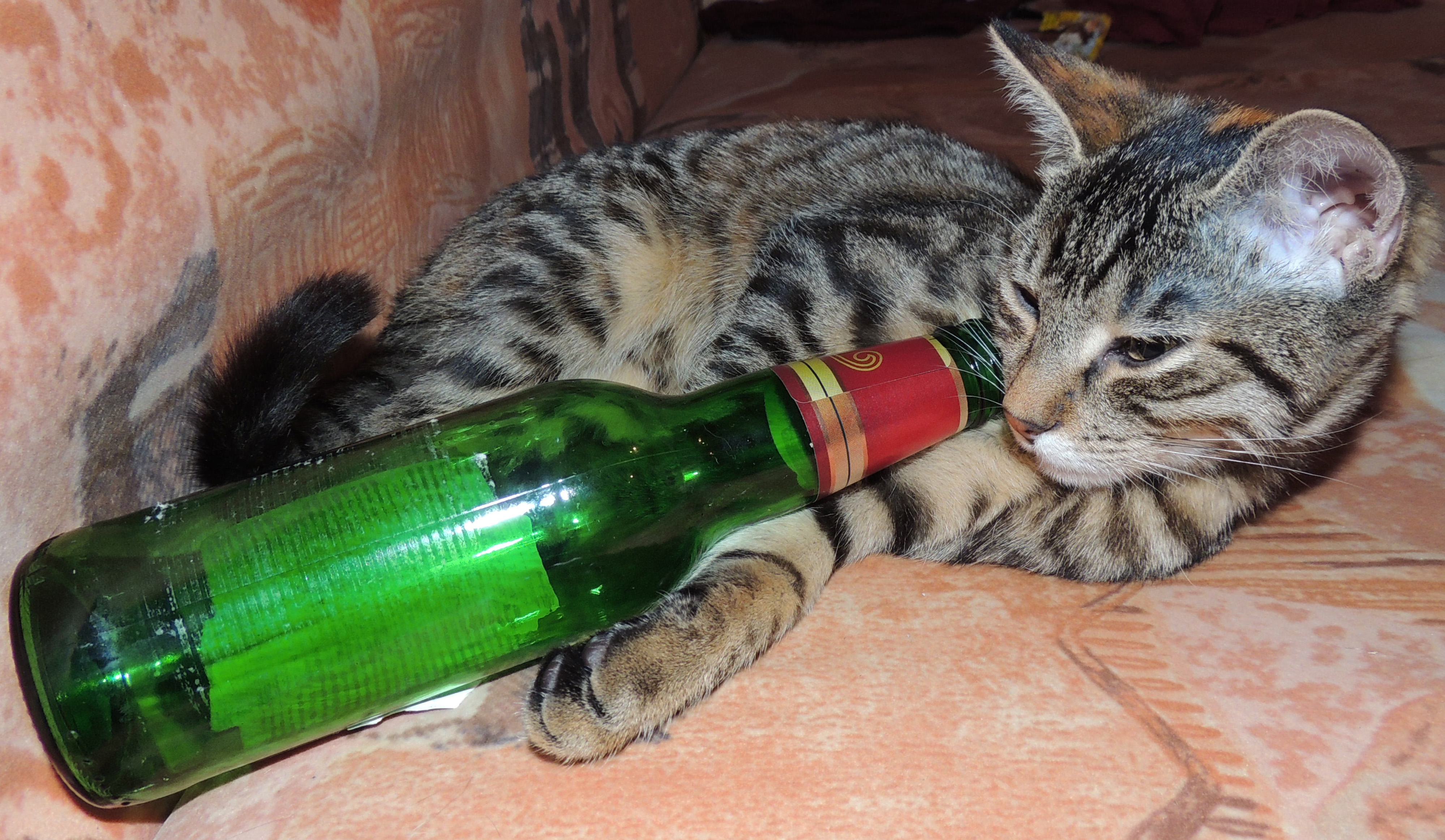 Drunk kitty