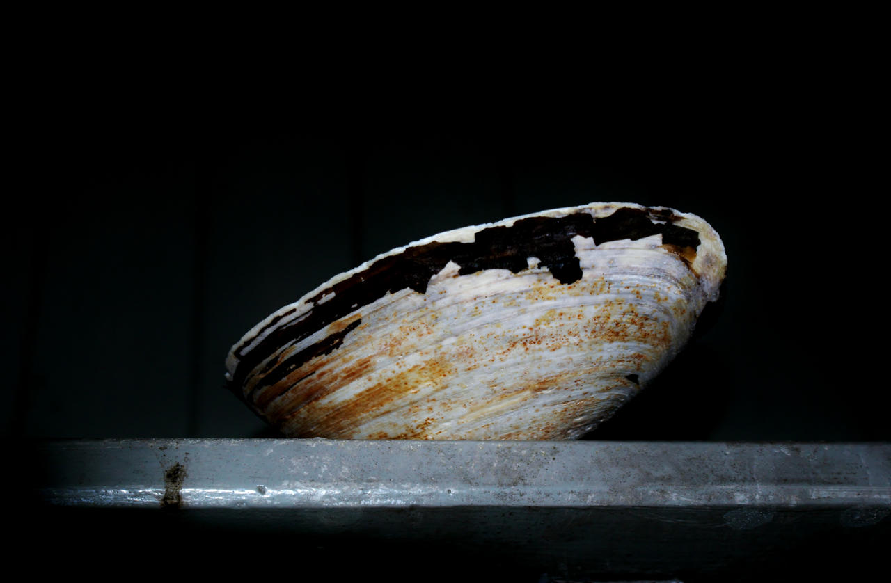 Empty shell of its former self by ahenry01 on DeviantArt