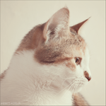 cat side portrait by Merry339