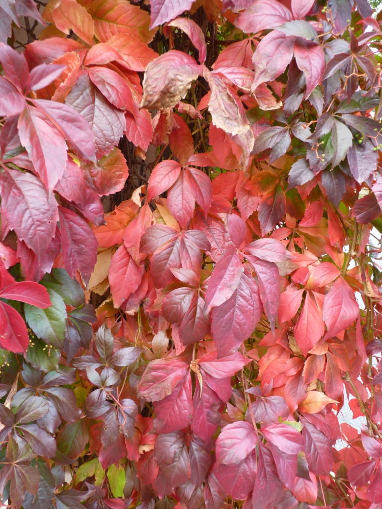 red of autumn