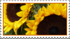 sunflower stamp