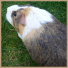 guinea pig avatar