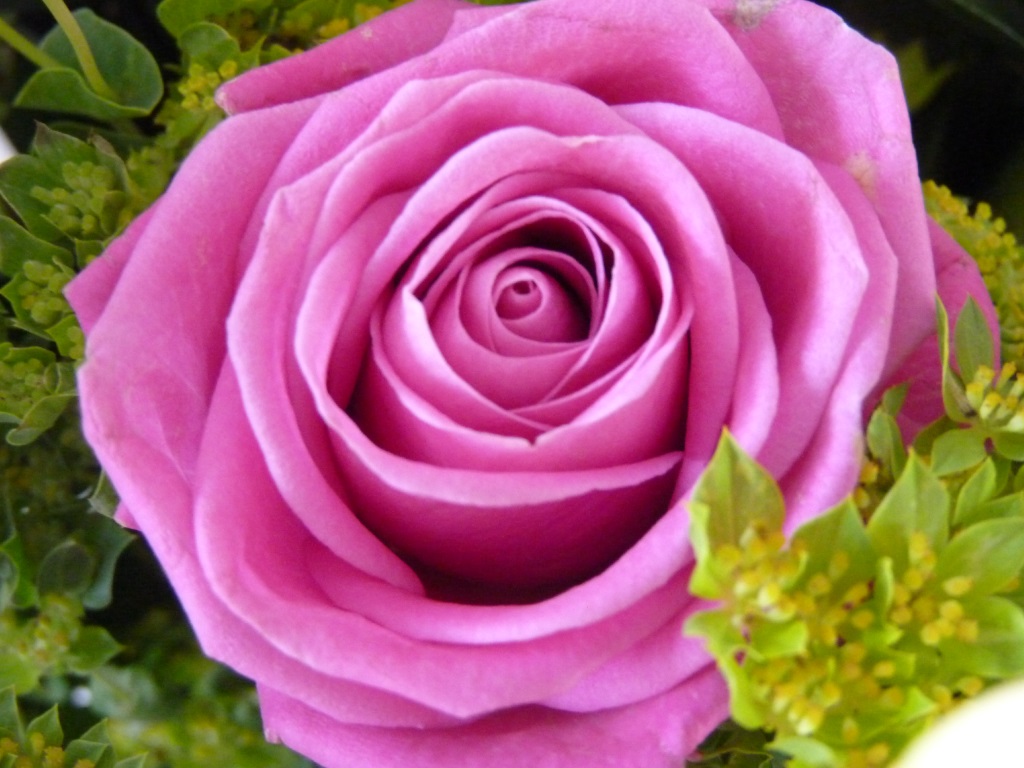 Pink rose