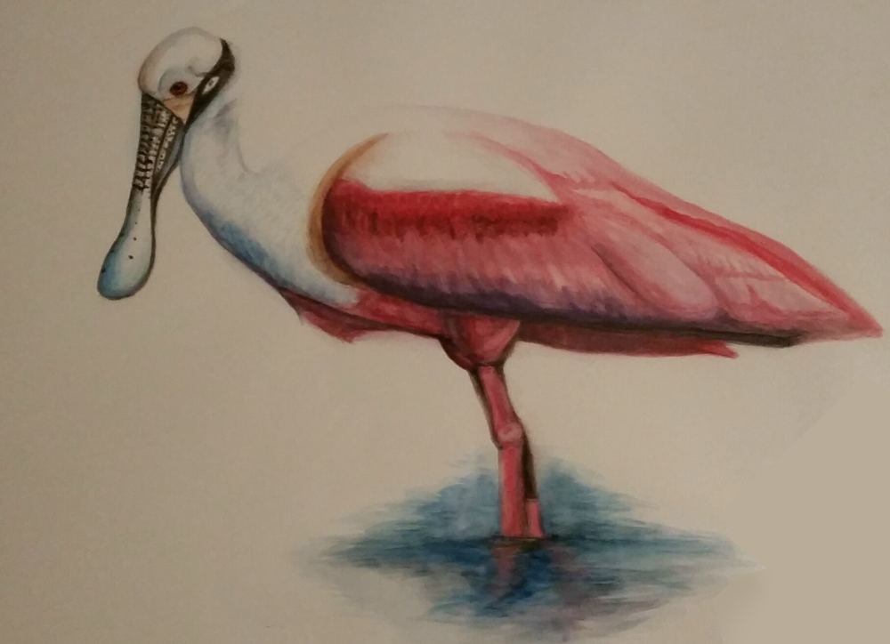Roseate Spoonbill Watercolor by Stephenson777 on DeviantArt