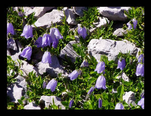 Flower Field