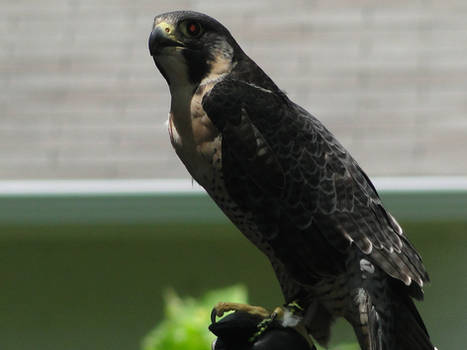 Peregrine Falcon