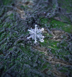 Fallen snowflake