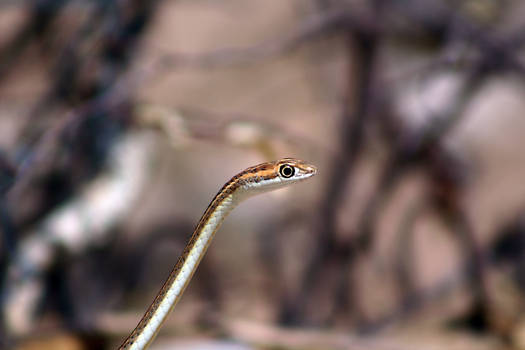 Kalahari sand snake 2 - Kalahari, SA