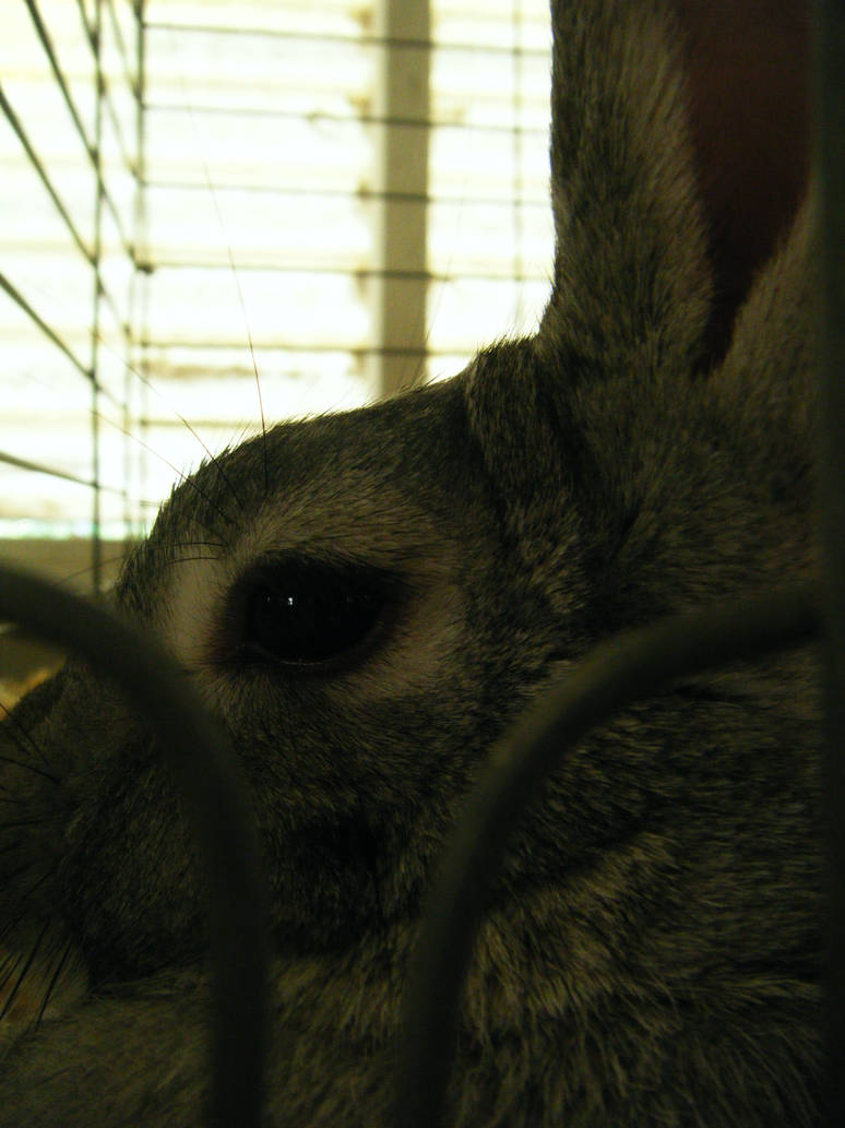 Fair Rabbit 5 by maddetshatter on DeviantArt