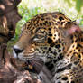 Lepard