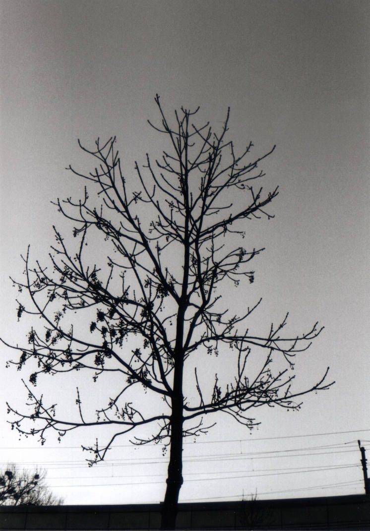 Tim Burtons Tree by Fujisama1999 on DeviantArt