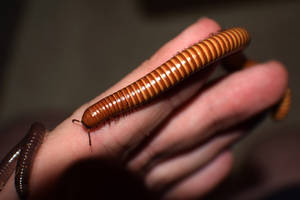 Millipedes 01