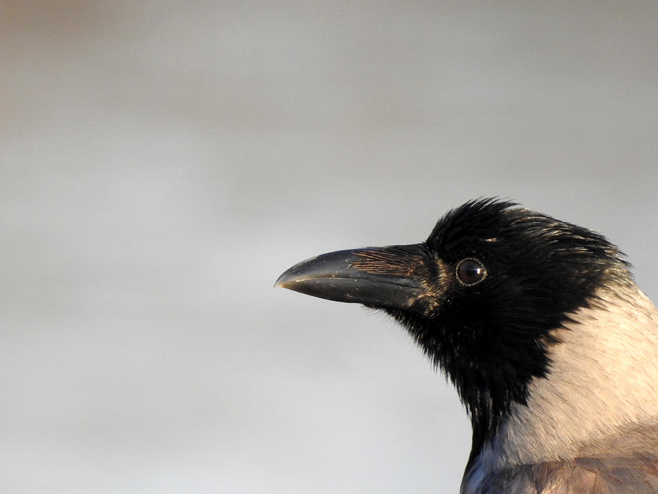 13-01-2019 Corvus cornix 2 by MarcoCodazzi on DeviantArt