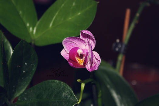 Orchid