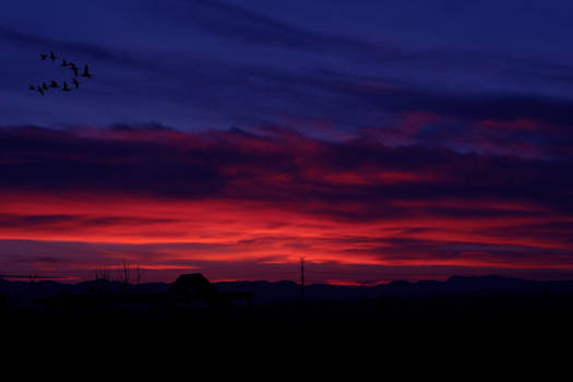 Purpled Sunset