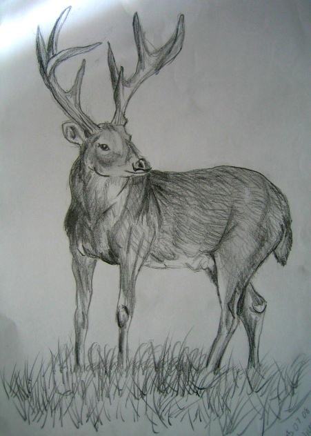 Deer Pencil Sketch by ooba-titch on DeviantArt Deer Pencil Sketch by ooba-titch on DeviantArt