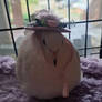 Dutchess in a hat