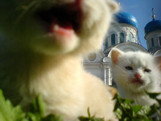 cats from Russia