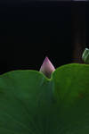 New Born Lotus by BengLim