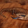 Blue Tongue