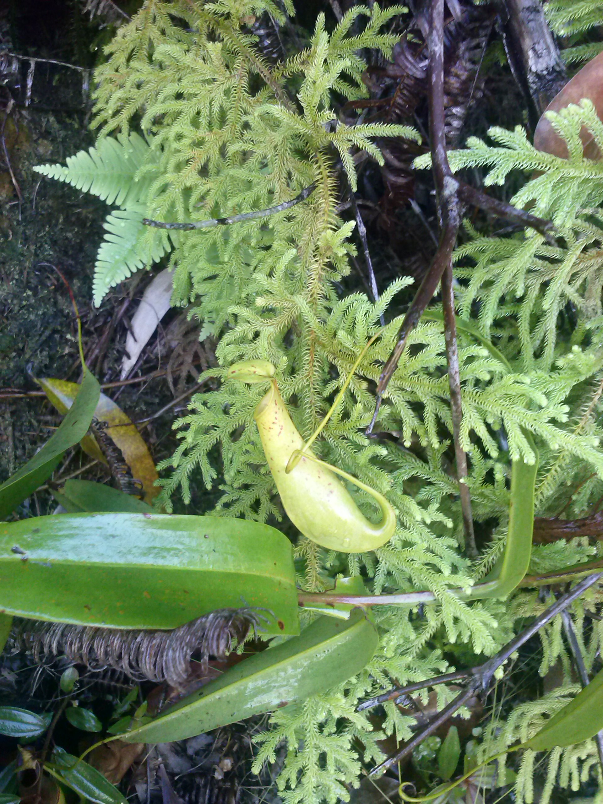 Nepenthes Gracilis