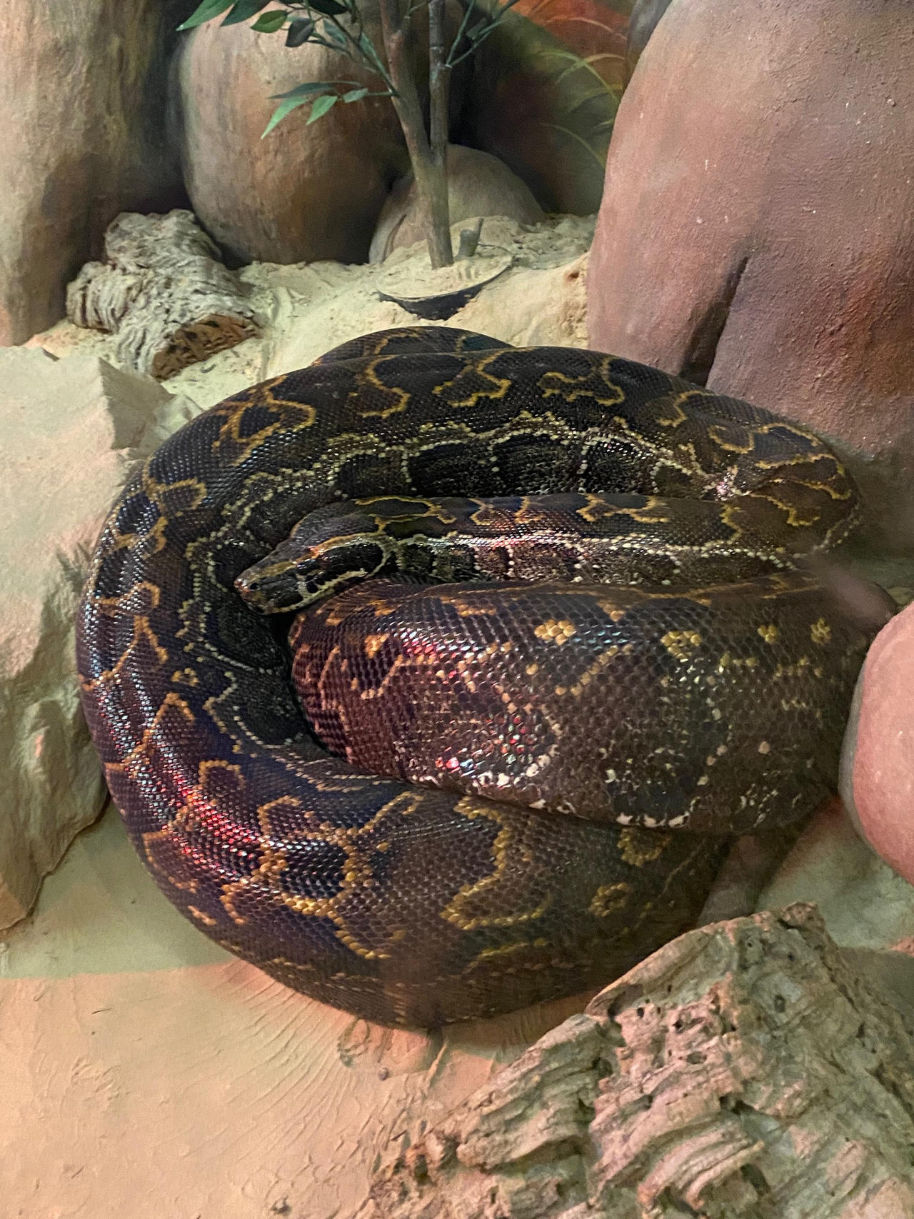 African Rock Python by MCCToonsfan1999 on DeviantArt