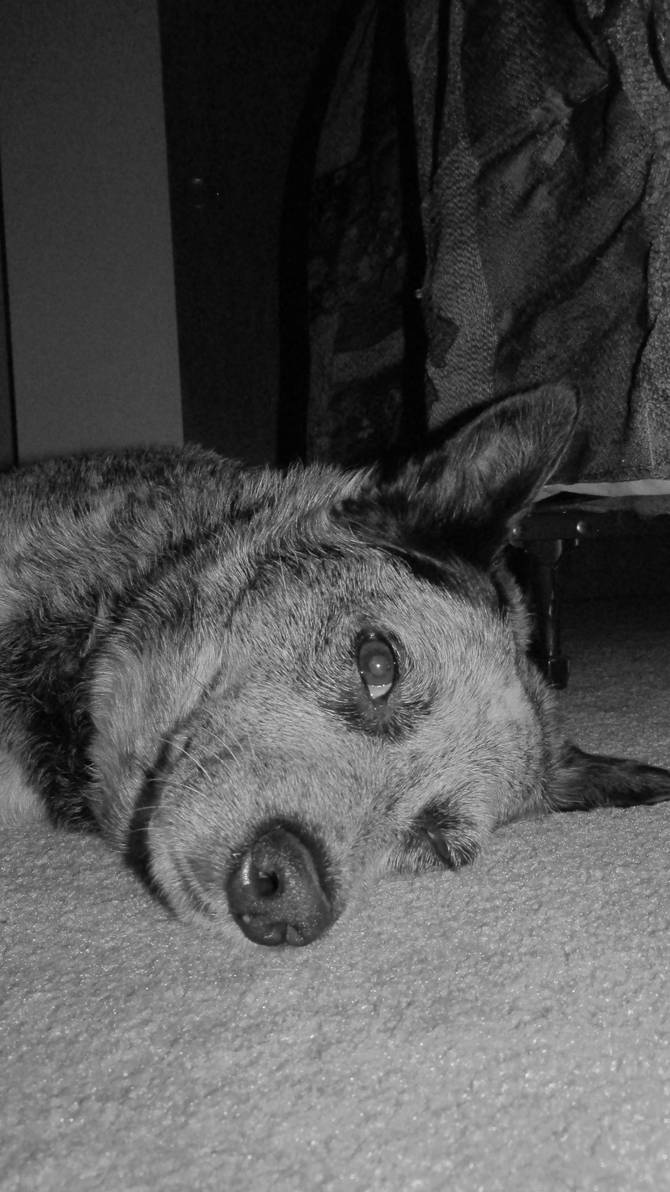 Stinct Eye What Is The Stink Eye _ Stink Eye Meaning – HLALD
