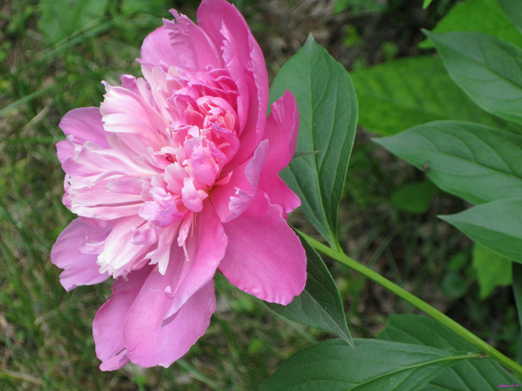 Peony