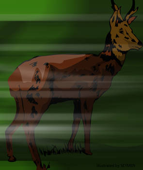 deer illustr.