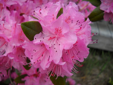 Pink Azalea #1