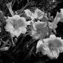 Black and White Daffodills