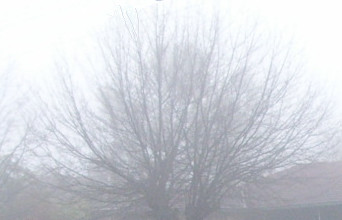 Misty Tree