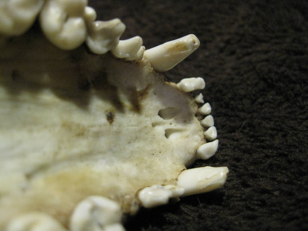Coon Tooth Raccoon teeth by TheNewCoyote on DeviantArt