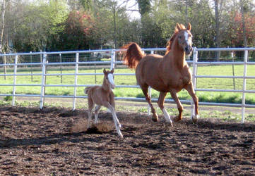 Playtime on the farm