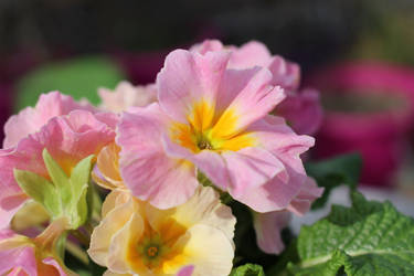 Pale Pink Primula