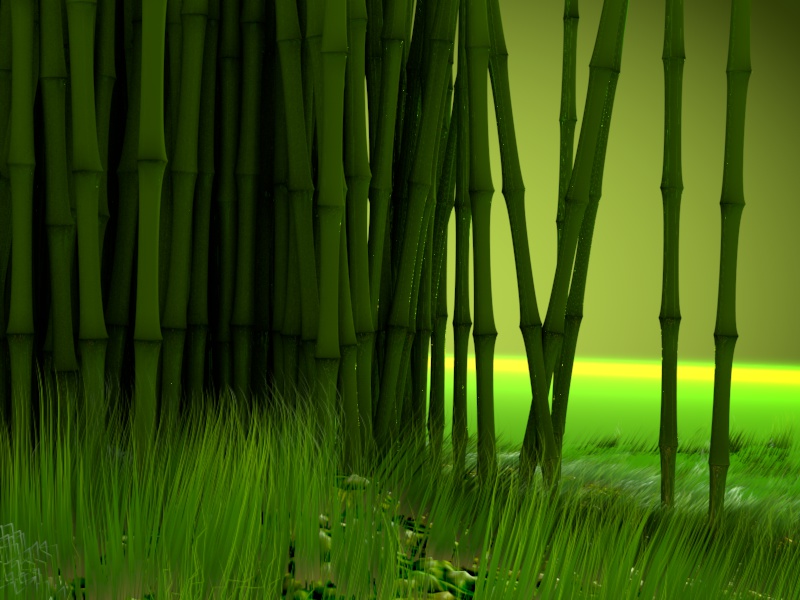 Bamboo Field