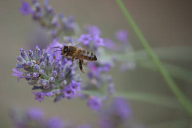 Bee + lavanda