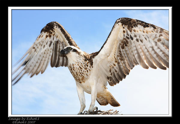 Osprey