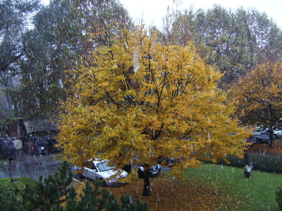 Snow in Autumn