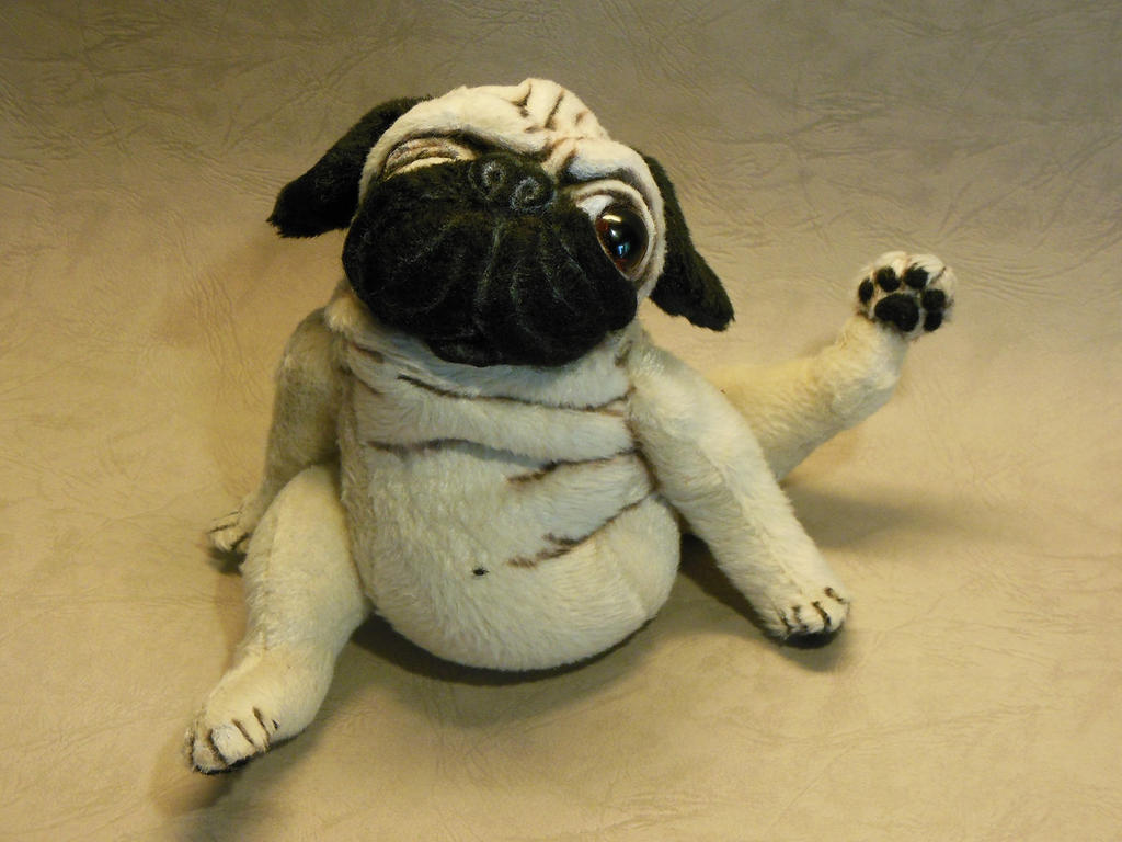 Pug  'Max'