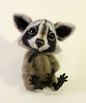 Raccoon 'Rupert'