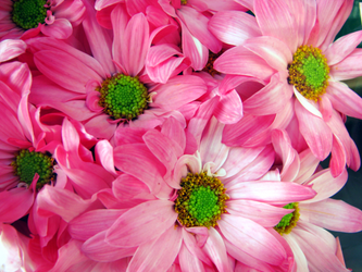 Pink Daisies